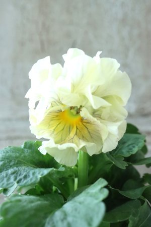 画像3: パンジー〜彩翠華・kururi〜 No.5