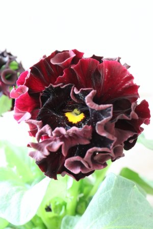 画像2: パンジー "Panzy~Robe de Antoinette~ローヴ ドゥ アントワネット ソワレ~" No.9