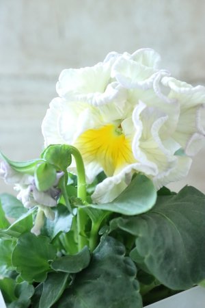 画像3: パンジー〜彩翠華・kururi〜 No.10