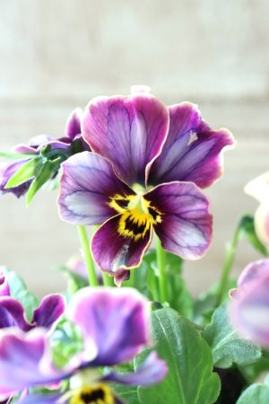 画像3: Nouvelle Vague collection "Lapis Lazuli"〜ヌーヴェルヴァーグ ラピスラズリ〜 No.2