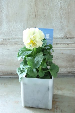 画像4: パンジー〜彩翠華・kururi〜 No.5