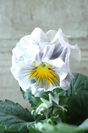 画像1: パンジー〜彩翠華・kururi〜 No.9