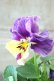 画像1: 反転咲きビオラ evolve "Oh La La"~エボルベ オーララ~ No.7 (1)