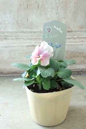 画像4: 反転咲きビオラ evolve "Oh La La"~エボルベ オーララ~ No.24