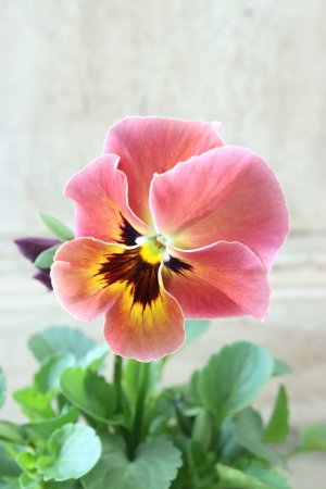 画像2: 反転咲きビオラ evolve "Oh La La"~エボルベ オーララ~ No.1