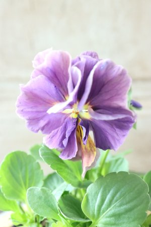 画像1: 反転咲きビオラ evolve "Oh La La"~エボルベ オーララ~ No.34