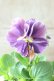 画像1: 反転咲きビオラ evolve "Oh La La"~エボルベ オーララ~ No.34 (1)