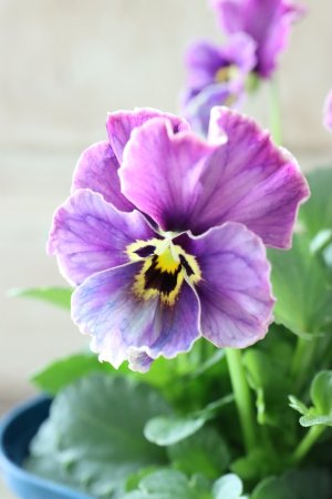 画像3: Nouvelle Vague collection "Lapis Lazuli"〜ヌーヴェルヴァーグ ラピスラズリ〜 No.5