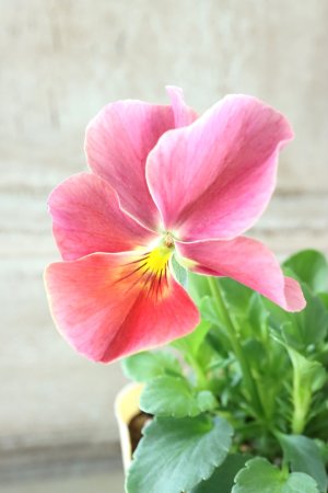 画像2: 反転咲きビオラ evolve "Oh La La"~エボルベ オーララ~ No.31