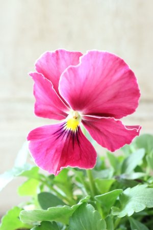 画像2: 反転咲きビオラ evolve "Oh La La"~エボルベ オーララ~ No.35