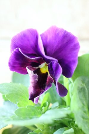 画像4: 反転咲きビオラ evolve "Oh La La"~エボルベ オーララ~ No.5