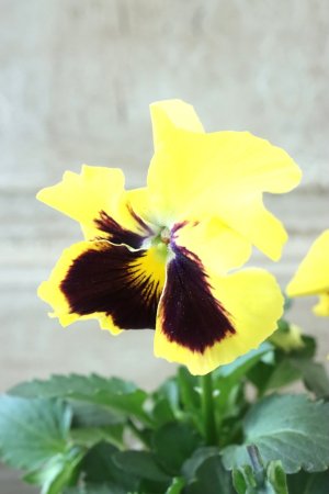 画像3: 反転咲きビオラ evolve "Oh La La"~エボルベ オーララ~ No.2