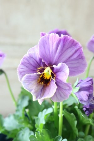 画像3: Nouvelle Vague collection "Lapis Lazuli"〜ヌーヴェルヴァーグ ラピスラズリ〜 No.3