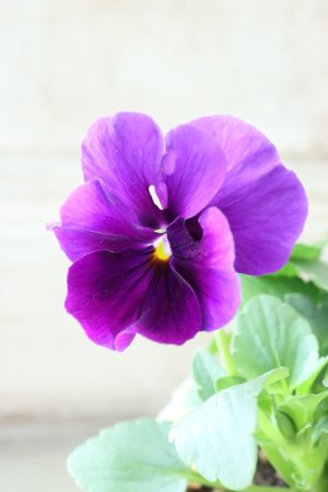 画像1: 反転咲きビオラ evolve "Oh La La"~エボルベ オーララ~ No.25