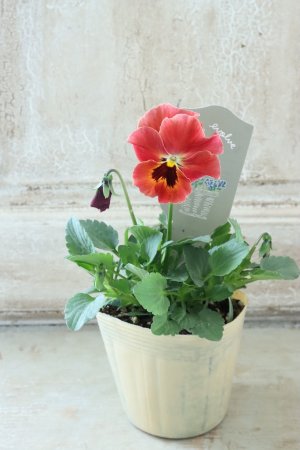 画像4: 反転咲きビオラ evolve "Oh La La"~エボルベ オーララ~ No.8