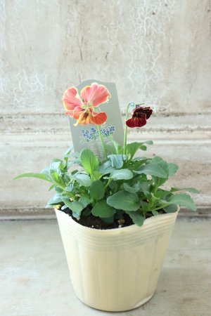 画像5: 反転咲きビオラ evolve "Oh La La"~エボルベ オーララ~ No.20