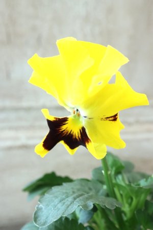 画像3: 反転咲きビオラ evolve "Oh La La"~エボルベ オーララ~ No.4