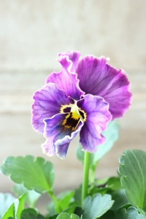 画像2: Nouvelle Vague collection "Lapis Lazuli"〜ヌーヴェルヴァーグ ラピスラズリ〜 No.5