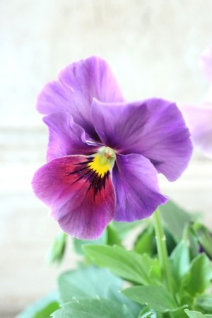 画像4: 反転咲きビオラ evolve "Oh La La"~エボルベ オーララ~ No.3