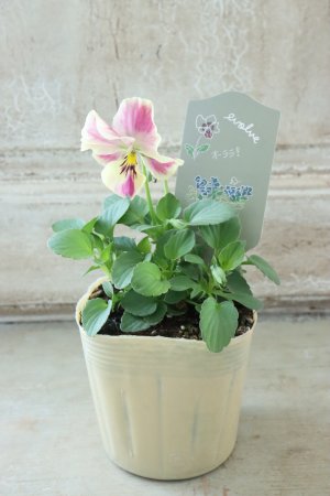 画像4: 反転咲きビオラ evolve "Oh La La"~エボルベ オーララ~ No.18