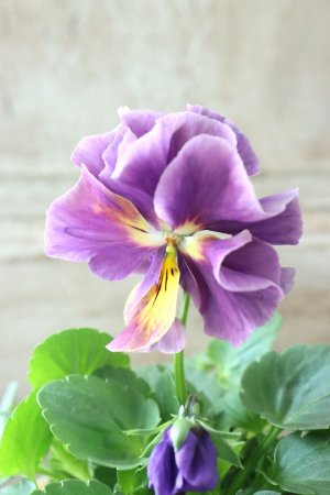 画像4: 反転咲きビオラ evolve "Oh La La"~エボルベ オーララ~ No.30