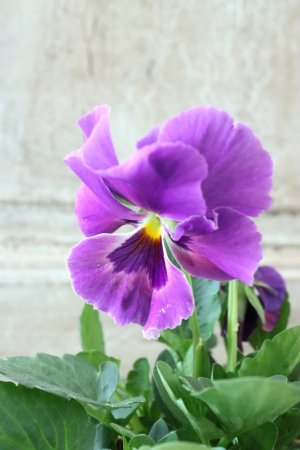 画像1: 反転咲きビオラ evolve "Oh La La"~エボルベ オーララ~ No.5