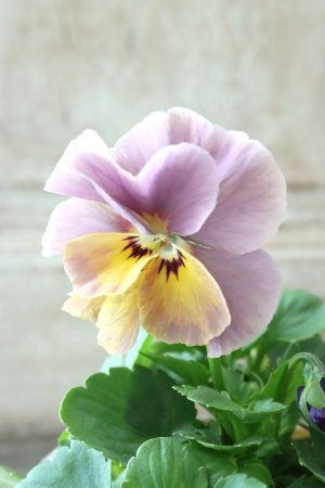 画像3: 反転咲きビオラ evolve "Oh La La"~エボルベ オーララ~ No.22