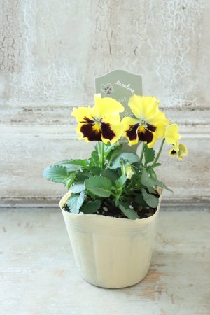 画像4: 反転咲きビオラ evolve "Oh La La"~エボルベ オーララ~ No.2