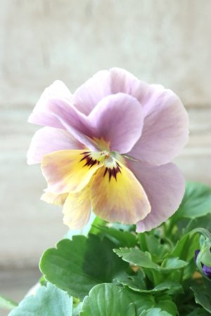 画像2: 反転咲きビオラ evolve "Oh La La"~エボルベ オーララ~ No.22