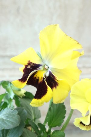 画像2: 反転咲きビオラ evolve "Oh La La"~エボルベ オーララ~ No.2