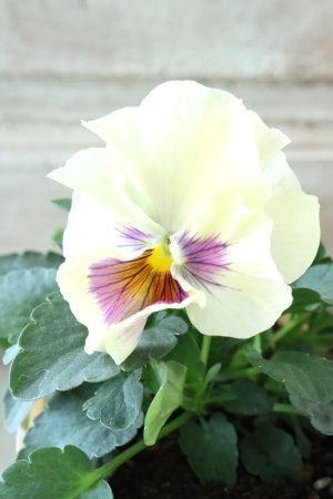 画像1: 反転咲きビオラ evolve "Oh La La"~エボルベ オーララ~ No.14