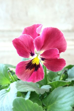 画像2: 反転咲きビオラ evolve "Oh La La"~エボルベ オーララ~ No.13