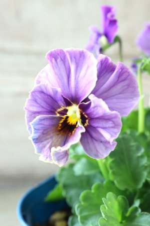 画像1: Nouvelle Vague collection "Lapis Lazuli"〜ヌーヴェルヴァーグ ラピスラズリ〜 No.3