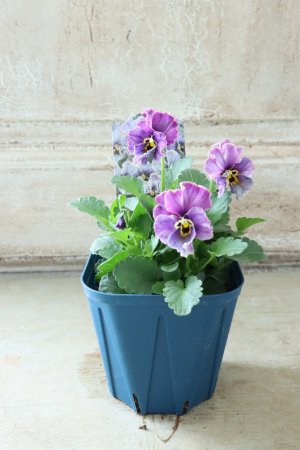 画像5: Nouvelle Vague collection "Lapis Lazuli"〜ヌーヴェルヴァーグ ラピスラズリ〜 No.5