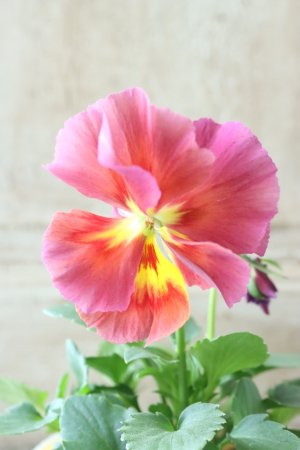 画像2: 反転咲きビオラ evolve "Oh La La"~エボルベ オーララ~ No.29