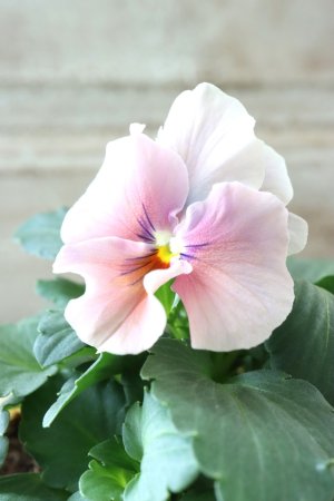 画像2: 反転咲きビオラ evolve "Oh La La"~エボルベ オーララ~ No.24