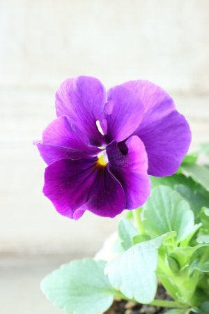 画像3: 反転咲きビオラ evolve "Oh La La"~エボルベ オーララ~ No.25