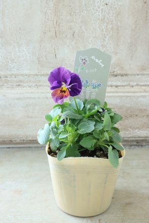 画像4: 反転咲きビオラ evolve "Oh La La"~エボルベ オーララ~ No.21