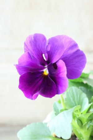 画像2: 反転咲きビオラ evolve "Oh La La"~エボルベ オーララ~ No.25