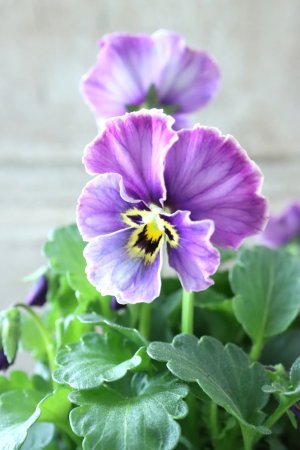 画像3: Nouvelle Vague collection "Lapis Lazuli"〜ヌーヴェルヴァーグ ラピスラズリ〜 No.7