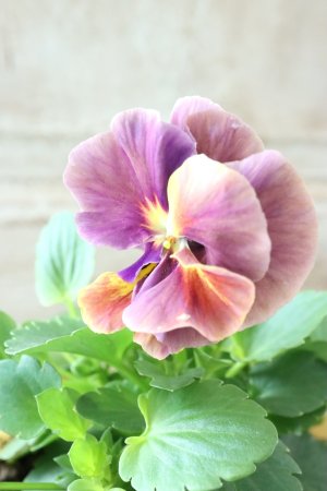 画像2: 反転咲きビオラ evolve "Oh La La"~エボルベ オーララ~ No.26