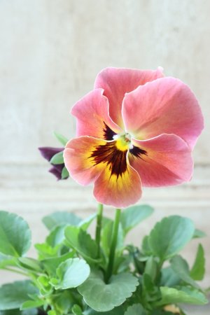 画像3: 反転咲きビオラ evolve "Oh La La"~エボルベ オーララ~ No.1