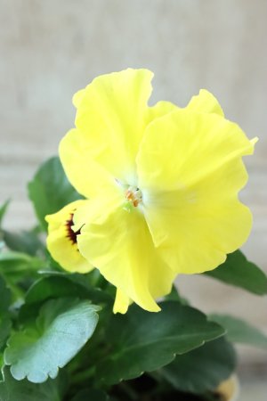 画像2: 反転咲きビオラ evolve "Oh La La"~エボルベ オーララ~ No.11