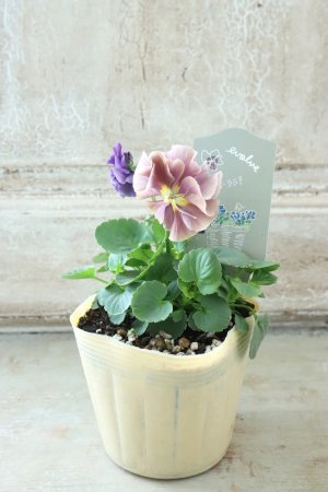 画像4: 反転咲きビオラ evolve "Oh La La"~エボルベ オーララ~ No.17