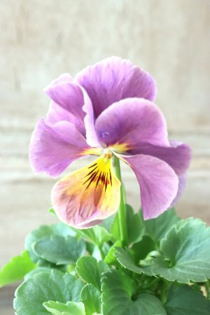 画像1: 反転咲きビオラ evolve "Oh La La"~エボルベ オーララ~ No.32