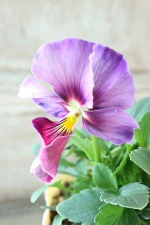 画像1: 反転咲きビオラ evolve "Oh La La"~エボルベ オーララ~ No.23