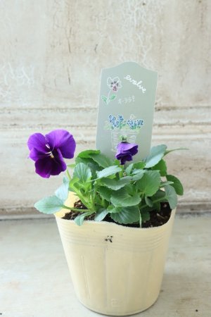 画像4: 反転咲きビオラ evolve "Oh La La"~エボルベ オーララ~ No.25