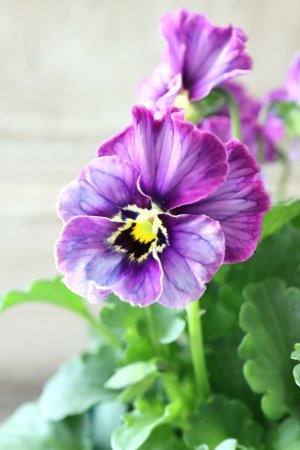 画像4: Nouvelle Vague collection "Lapis Lazuli"〜ヌーヴェルヴァーグ ラピスラズリ〜 No.6