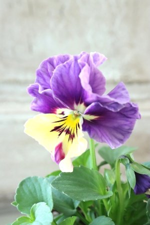 画像3: 反転咲きビオラ evolve "Oh La La"~エボルベ オーララ~ No.7