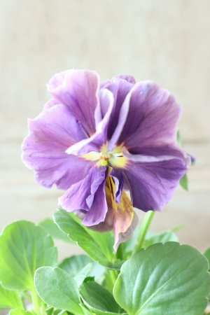 画像2: 反転咲きビオラ evolve "Oh La La"~エボルベ オーララ~ No.34